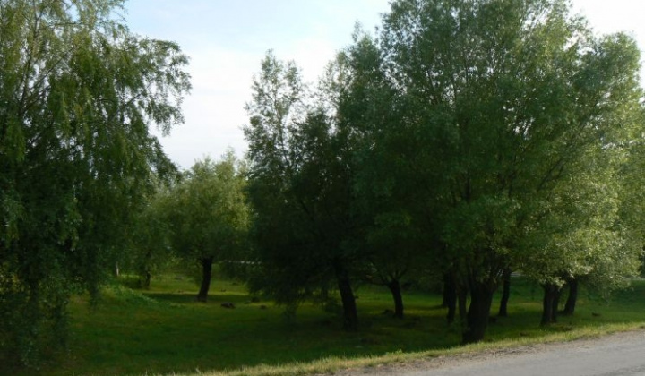 Príroda