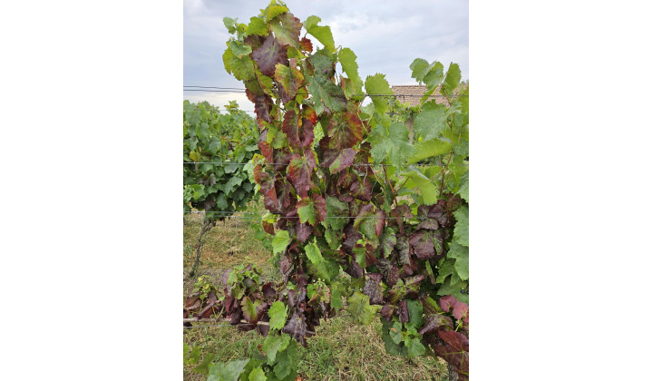 Fotka pre článok nový článok